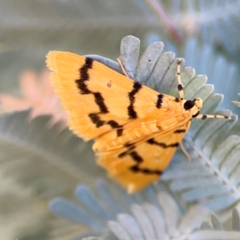 Dichocrocis clytusalis (Kurrajong Leaf-tier, Kurrajong Bag Moth) at Yarralumla, ACT - 24 Mar 2024 by Hejor1
