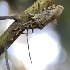 Alcaeus varicornis (Acacia shield bug) at Yarralumla, ACT - 24 Mar 2024 by Hejor1