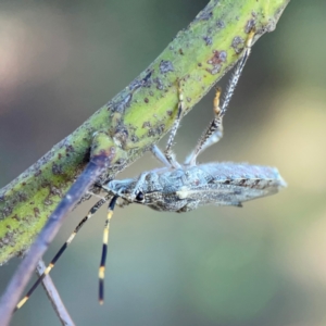 Alcaeus varicornis at Lake Burley Griffin West - 24 Mar 2024 02:19 PM