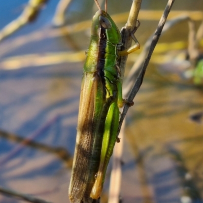 Bermius brachycerus (A grasshopper) at QPRC LGA - 24 Mar 2024 by clarehoneydove