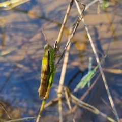 Bermius brachycerus at QPRC LGA - suppressed