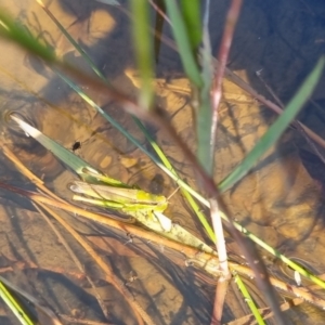 Bermius brachycerus at QPRC LGA - suppressed