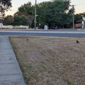 Gymnorhina tibicen at Albury - 21 Mar 2024 07:12 PM