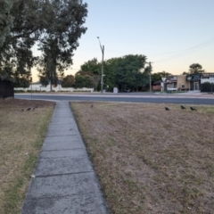 Gymnorhina tibicen at Albury - 21 Mar 2024