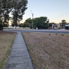 Gymnorhina tibicen at Albury - 21 Mar 2024