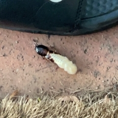 Blattodea (order) (Unidentified cockroach) at Theodore, ACT - 24 Mar 2024 by Pahju
