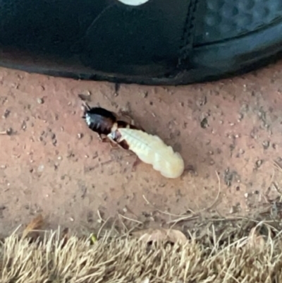 Blattodea (order) (Unidentified cockroach) at Theodore, ACT - 24 Mar 2024 by Pahju