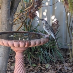 Anthochaera carunculata (Red Wattlebird) at Albury - 22 Mar 2024 by Darcy