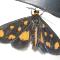 Asura cervicalis (Spotted Lichen Moth) at Freshwater Creek, VIC - 12 Feb 2024 by WendyEM