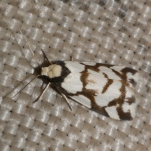 Chiriphe dichotoma at Freshwater Creek, VIC - 11 Feb 2024