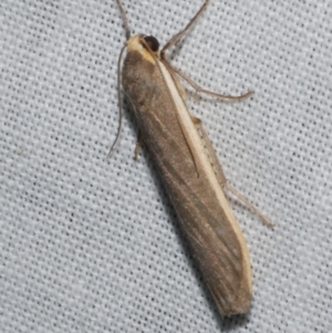 Palaeosia undescribed species at Freshwater Creek, VIC - 12 Feb 2024 02:15 AM