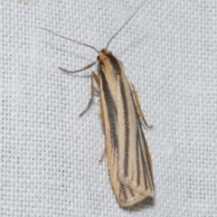 Phaeophlebosia furcifera (Forked Footman) at Freshwater Creek, VIC - 12 Feb 2024 by WendyEM