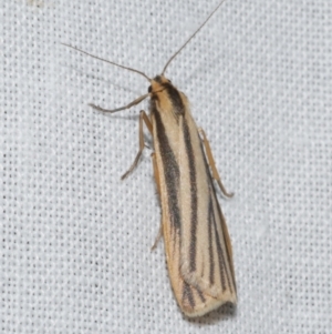 Phaeophlebosia furcifera at Freshwater Creek, VIC - 12 Feb 2024