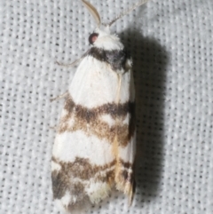 Thallarcha albicollis (Crossed Footman) at Freshwater Creek, VIC - 12 Feb 2024 by WendyEM