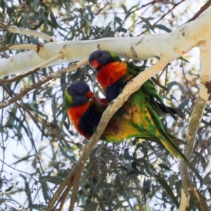 Trichoglossus moluccanus at Higgins, ACT - 22 Jan 2024 10:06 AM