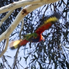 Trichoglossus moluccanus at Higgins, ACT - 22 Jan 2024 10:06 AM