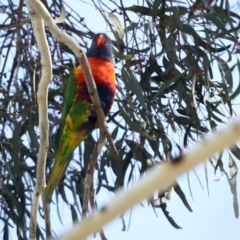 Trichoglossus moluccanus at Higgins, ACT - 22 Jan 2024 10:06 AM