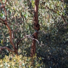 Merops ornatus (Rainbow Bee-eater) at Wilby, VIC - 23 Mar 2024 by Darcy