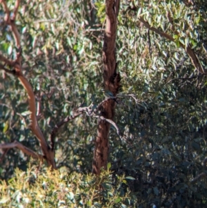 Merops ornatus at Wilby, VIC - 24 Mar 2024