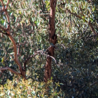 Merops ornatus (Rainbow Bee-eater) at Wilby, VIC - 24 Mar 2024 by Darcy