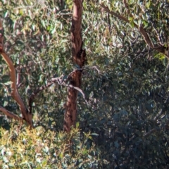 Merops ornatus at Wilby, VIC - 24 Mar 2024