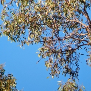 Merops ornatus at Wilby, VIC - 24 Mar 2024