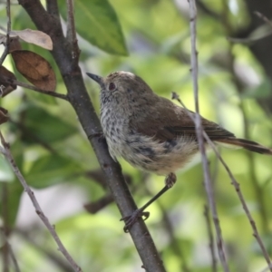 Acanthiza pusilla at Higgins, ACT - 4 Feb 2024