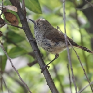 Acanthiza pusilla at Higgins, ACT - 4 Feb 2024