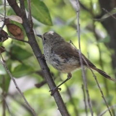 Acanthiza pusilla at Higgins, ACT - 4 Feb 2024