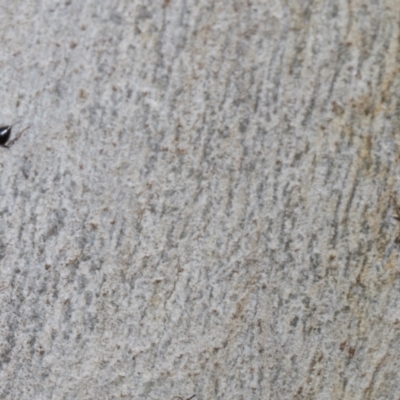 Crematogaster sp. (genus) (Acrobat ant, Cocktail ant) at Higgins, ACT - 3 Jan 2024 by AlisonMilton