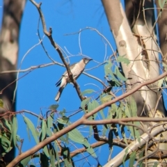 Philemon citreogularis (Little Friarbird) at Wilby, VIC - 23 Mar 2024 by Darcy