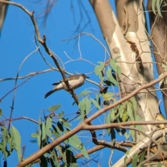 Philemon citreogularis at Wilby, VIC - 24 Mar 2024