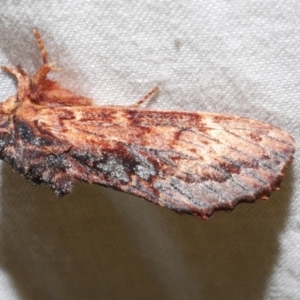 Sorama bicolor at Freshwater Creek, VIC - 12 Feb 2024