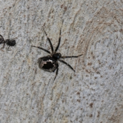 Euryopis splendens (Splendid tick spider) at Higgins, ACT - 3 Jan 2024 by AlisonMilton