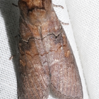 Discophlebia lucasii (Lucas' Snub Moth) at Freshwater Creek, VIC - 11 Feb 2024 by WendyEM