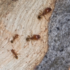 Pheidole sp. (genus) (Seed-harvesting ant) at Higgins, ACT - 3 Jan 2024 by AlisonMilton