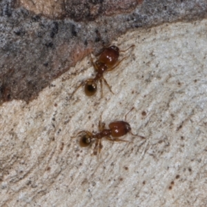 Pheidole sp. (genus) at Higgins, ACT - 3 Jan 2024