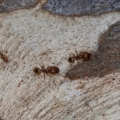 Pheidole sp. (genus) at Higgins, ACT - 3 Jan 2024 08:47 AM