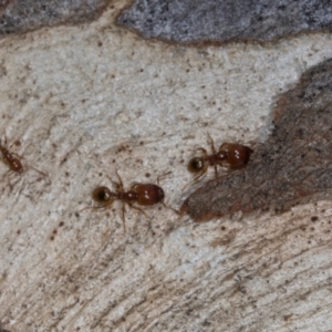 Pheidole sp. (genus) at Higgins, ACT - 3 Jan 2024