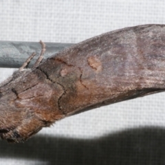 Discophlebia lucasii (Lucas' Snub Moth) at Freshwater Creek, VIC - 11 Feb 2024 by WendyEM