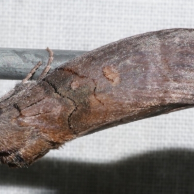Discophlebia lucasii (Lucas' Snub Moth) at Freshwater Creek, VIC - 11 Feb 2024 by WendyEM