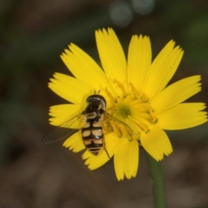 Simosyrphus grandicornis at Scullin, ACT - 3 Jan 2024