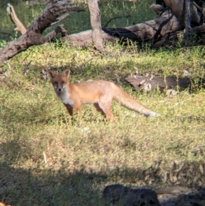 Vulpes vulpes at Wilby, VIC - 24 Mar 2024 09:35 AM