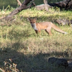 Vulpes vulpes at Wilby, VIC - 24 Mar 2024