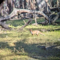 Vulpes vulpes at Wilby, VIC - 24 Mar 2024