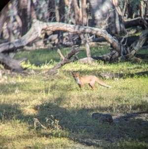 Vulpes vulpes at Wilby, VIC - 24 Mar 2024 09:35 AM