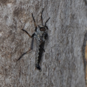 Cerdistus sp. (genus) at Scullin, ACT - 3 Jan 2024