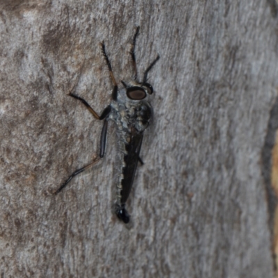 Cerdistus sp. (genus) (Slender Robber Fly) at Scullin, ACT - 2 Jan 2024 by AlisonMilton
