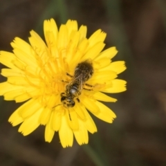 Lasioglossum (Chilalictus) sp. (genus & subgenus) at Higgins, ACT - 2 Jan 2024 by AlisonMilton