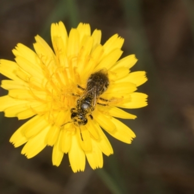 Unidentified Bee (Hymenoptera, Apiformes) at Higgins, ACT - 2 Jan 2024 by AlisonMilton